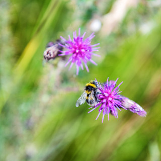 Biodiversity uplift