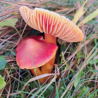 Waxcap fungi