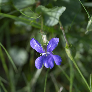 Biodiversity uplift